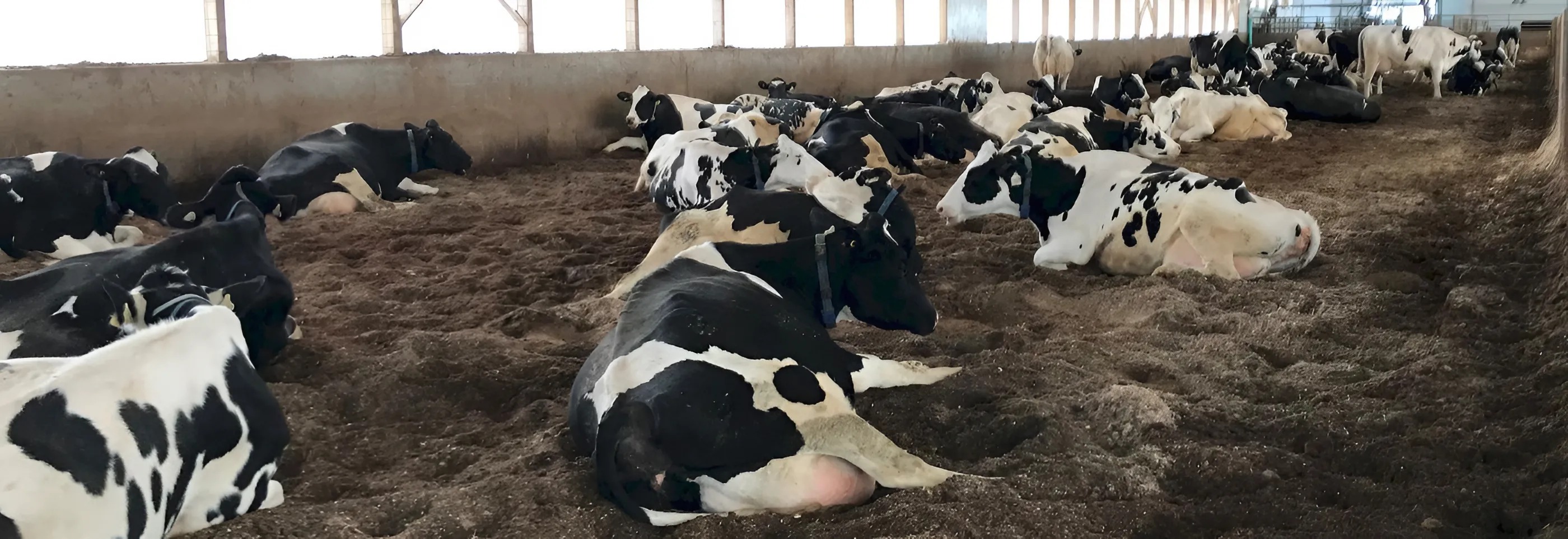 Подстилка для коров из переработанного навоза