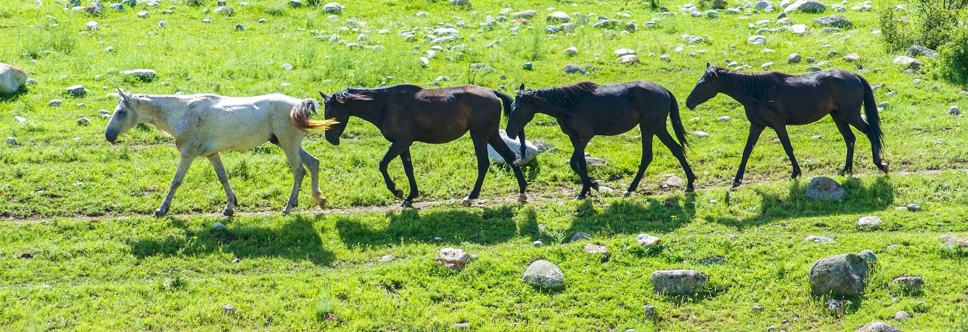Конский навоз