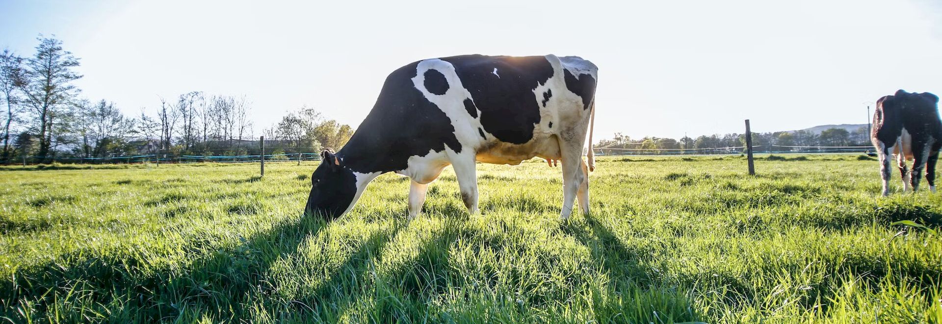 Коровий навоз