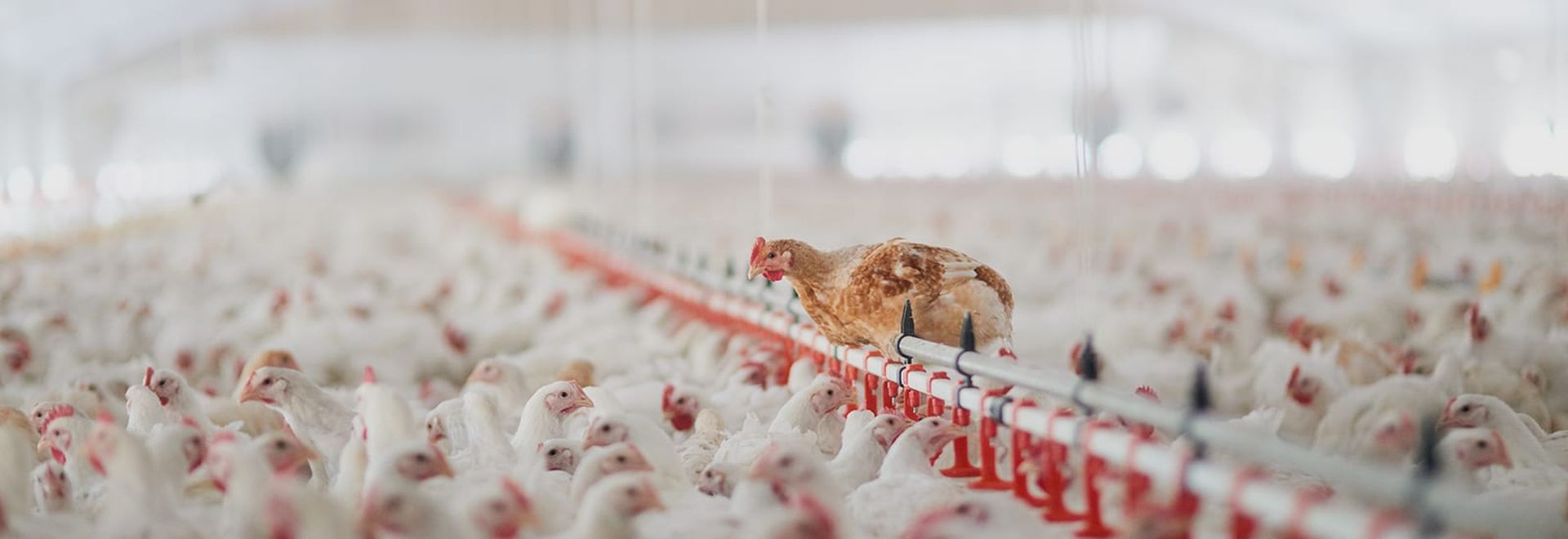 Куриный помет