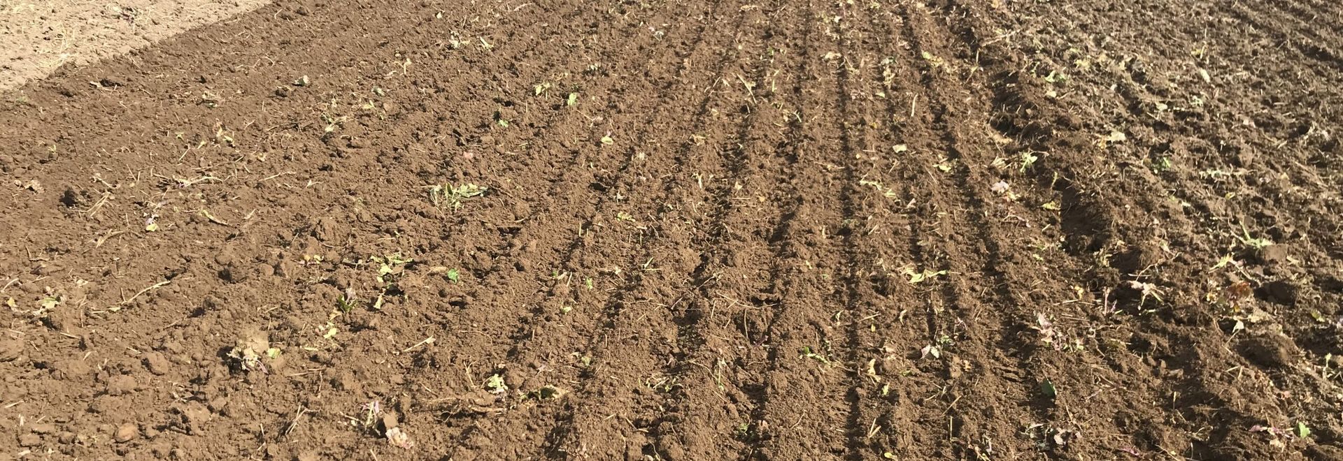 Навоз и технология минимальной обработки почвы