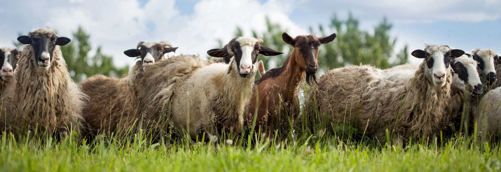 Овечий и козий навоз