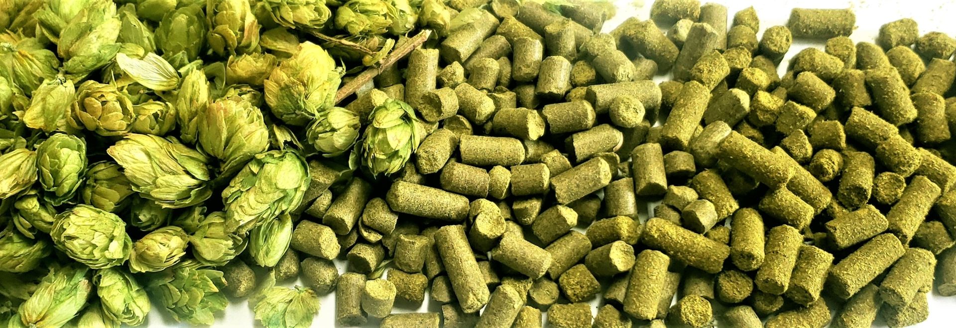 Пивная дробина