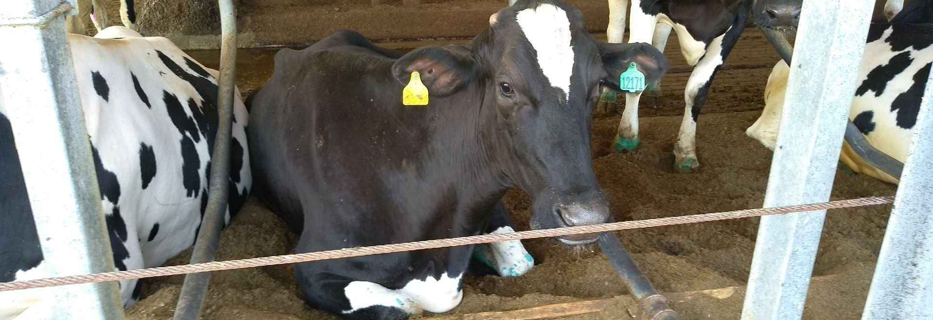 Вертикальный биореактор HBC