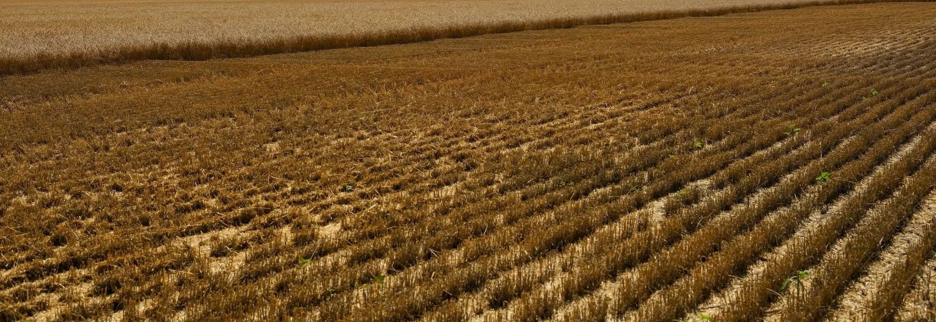 Внесение навоза осенью