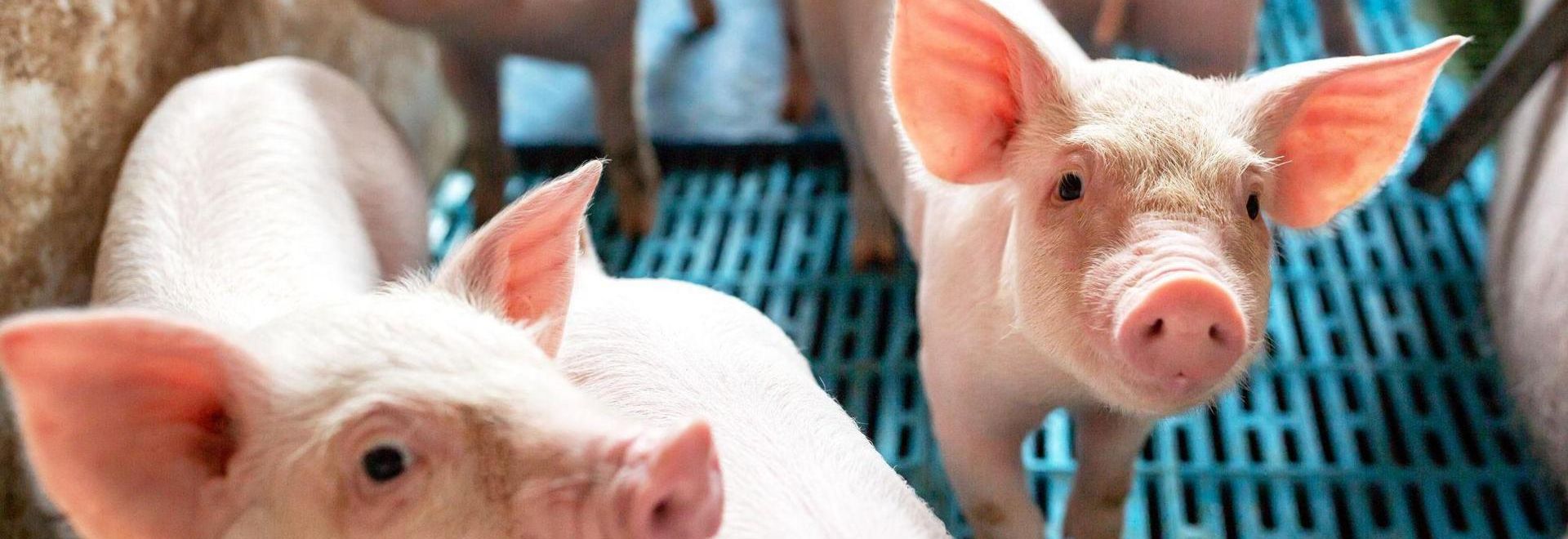 Свиной навоз