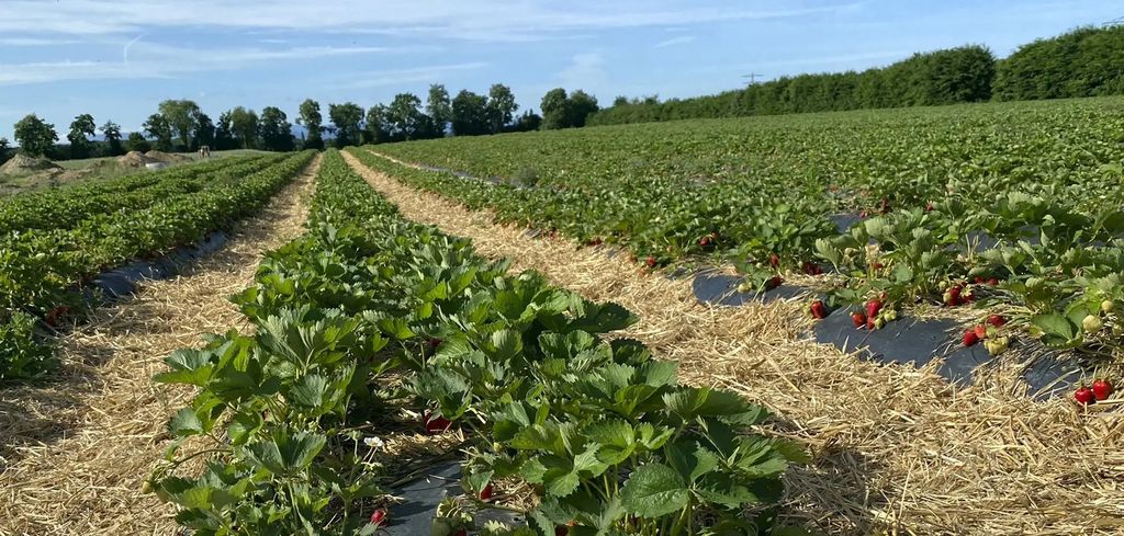 внекорневая подкормка клубники