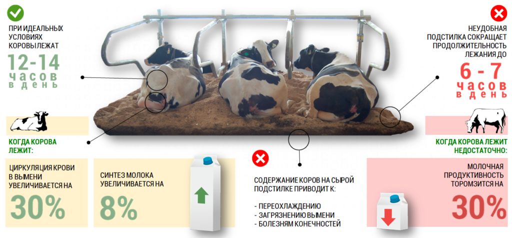 vliyanie podstilki suhoy fraktsii na korov