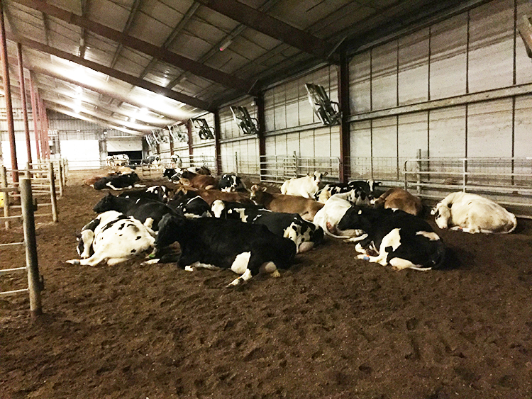 Коровы лежат на подстилке из переработанного навоза