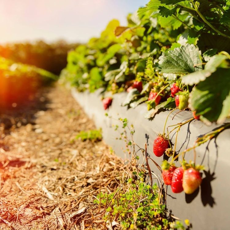 Проблемы переувлажнения почвы