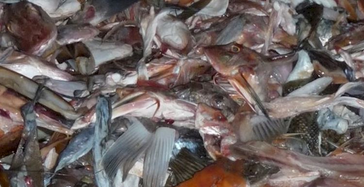 переработка рыбных отходов