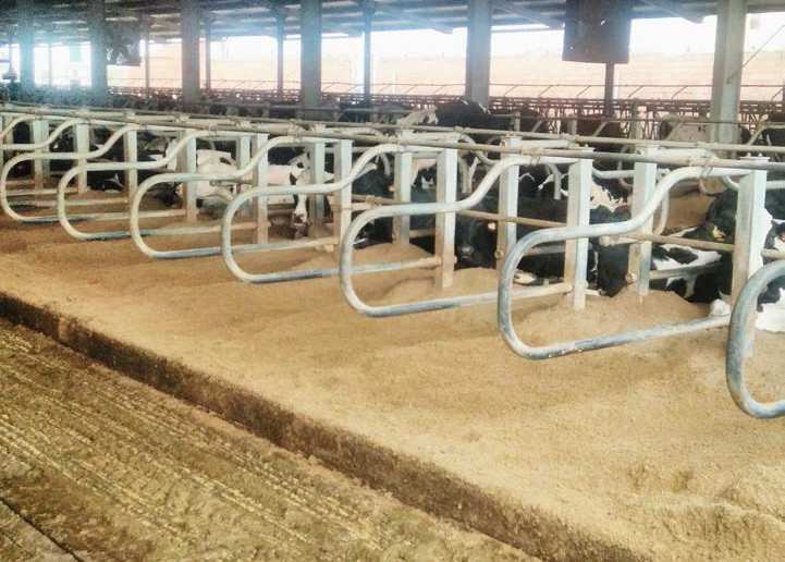 Стабилизированная подстилка выгружается непосредственно в смесительный прицеп, буксируемый трактором, для раздачи в стойла раз в неделю