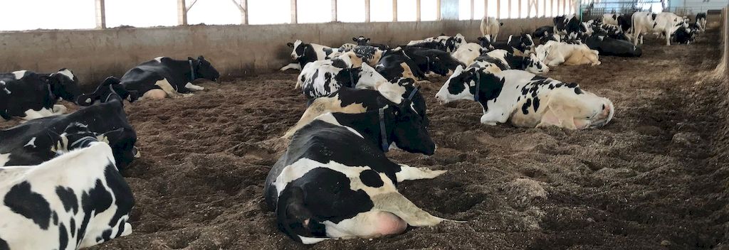 Использована подстилка из переработанного навоза