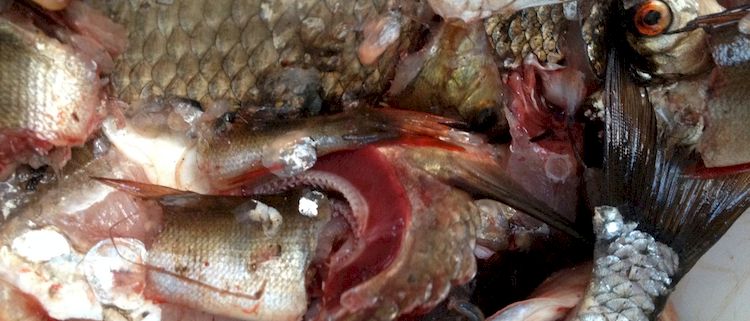 Отходы пищевые - рыбные