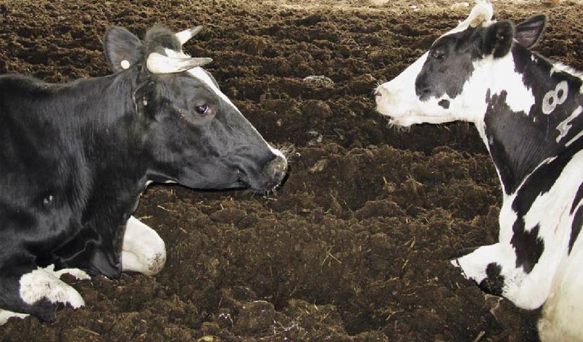 Коровы на подстилке