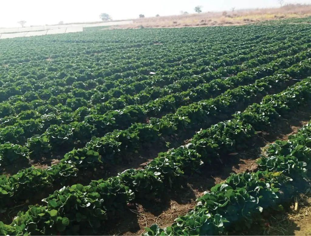 Выращивание клубники